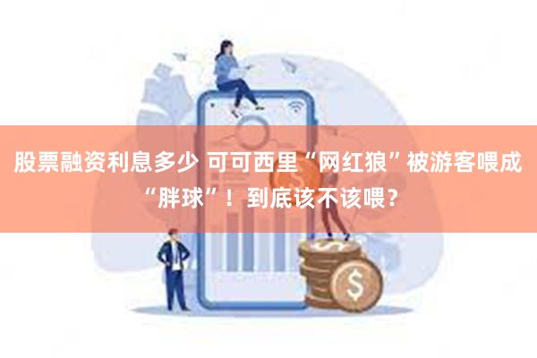 股票融资利息多少 可可西里“网红狼”被游客喂成“胖球”！到底